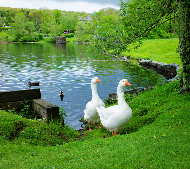 A white goose moving calmly through a rural farm setting, its feathers glowing in the warm afternoon sun. Surrounded by grass, dirt, and farmland textures.