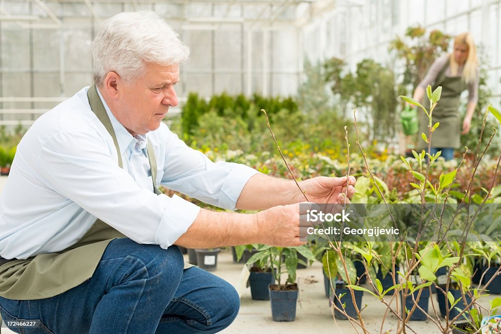 Florista Senior trabajo en greenhouse - Foto de stock de Adulto libre de derechos