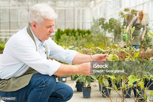 Florista Senior Trabajo En Greenhouse Foto de stock y más banco de imágenes de Adulto - Adulto, Adulto maduro, Aire libre