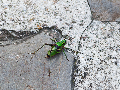 green grasshopper on stone slabs close-up view