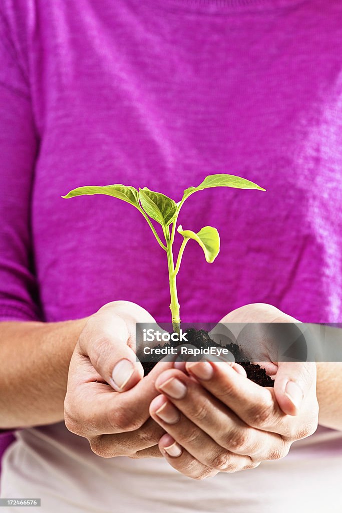 Caring female hands cradle growing seedling "A woman's caring hands gently hold a young sweet pepper seedling in rich brown soil, all ready to plant out. Can also be a metaphor for pregnancy." Bell Pepper Stock Photo
