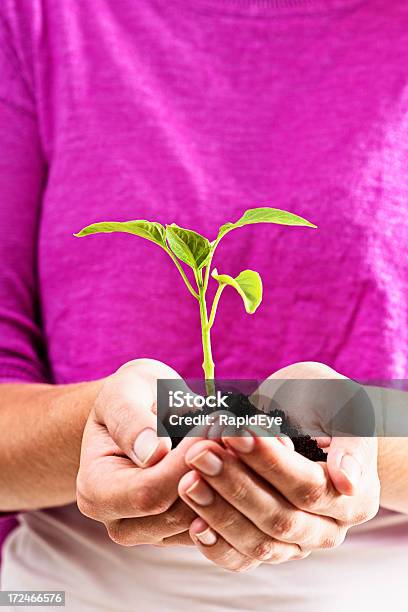 Caring Female Hands Cradle Growing Seedling Stock Photo - Download Image Now - Bell Pepper, Care, Color Image