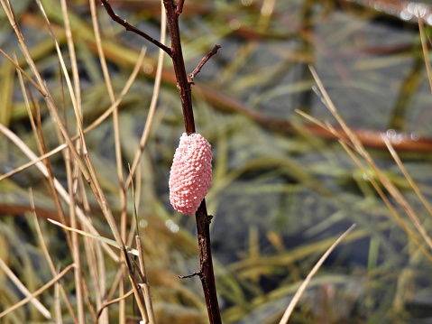 Apple snail eggs - on a twig, pink