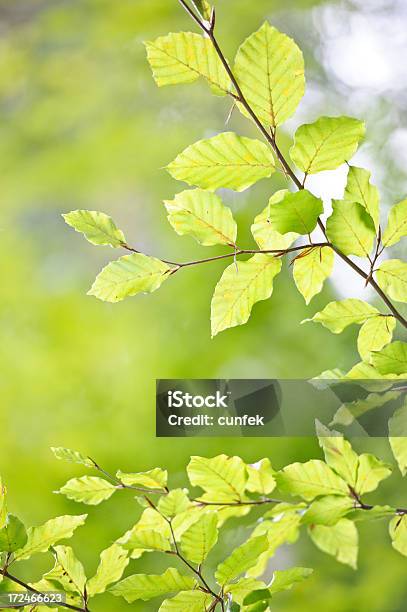 Bosque De Resorte Foto de stock y más banco de imágenes de Aire libre - Aire libre, Arbusto, Arce