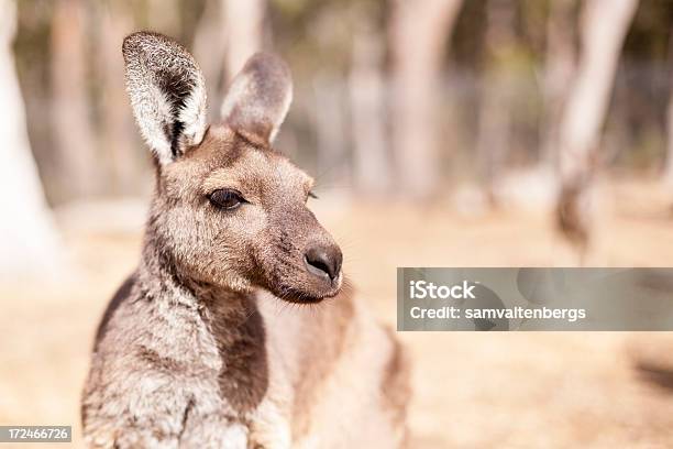 Photo libre de droit de Kangourou Gris De Louest banque d'images et plus d'images libres de droit de Animal femelle - Animal femelle, Animaux à l'état sauvage, Australie