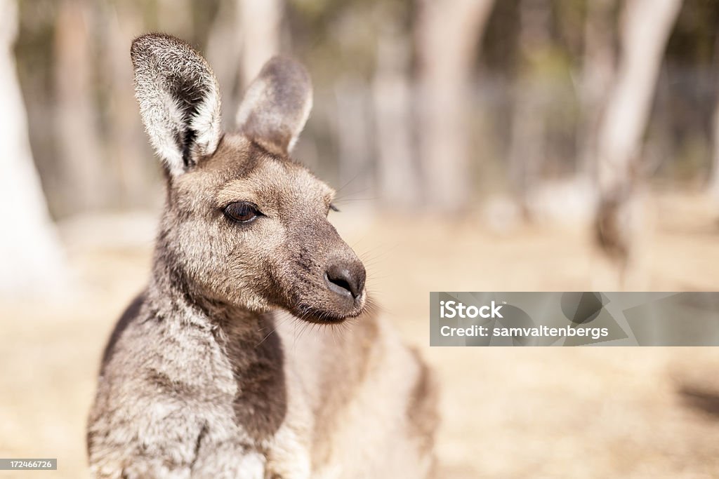 Canguro grigio occidentale - Foto stock royalty-free di Animale