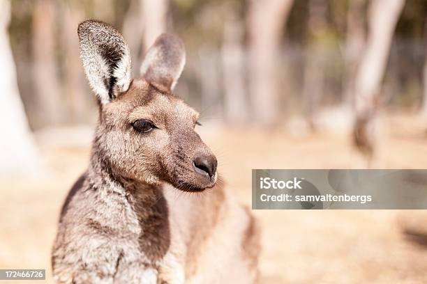 Canguro Grigio Occidentale - Fotografie stock e altre immagini di Animale - Animale, Animale femmina, Animale selvatico