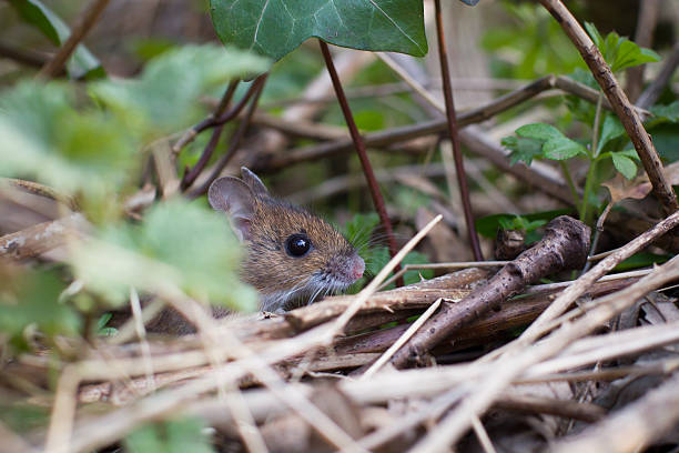 wood mouse in habitat Yellow-necked Mouse (Apodemus flavicollis) wild mouse stock pictures, royalty-free photos & images