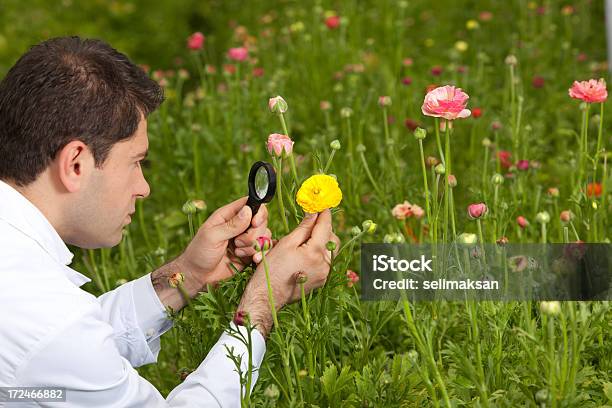 Botânica Examinando Com Lupa De - Fotografias de stock e mais imagens de Adulto - Adulto, Agricultura, Analisar