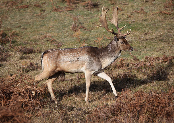 istock New Forest Deer Buck with Scars 172466963
