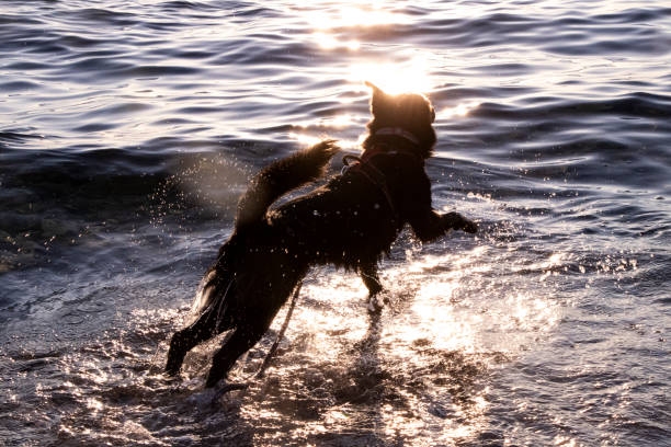 istock Dog barking on sun flares 1724670030