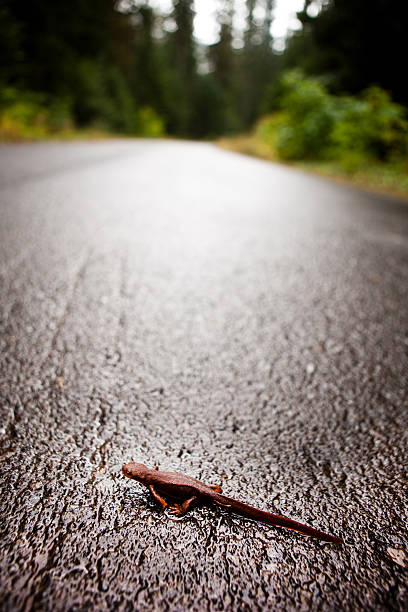 istock Newt in the road 172467007