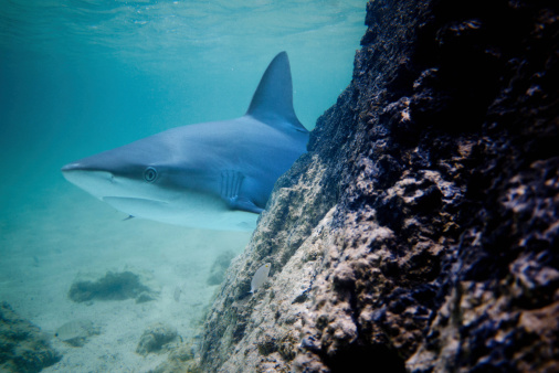 Shark swimming behind the coral reef.