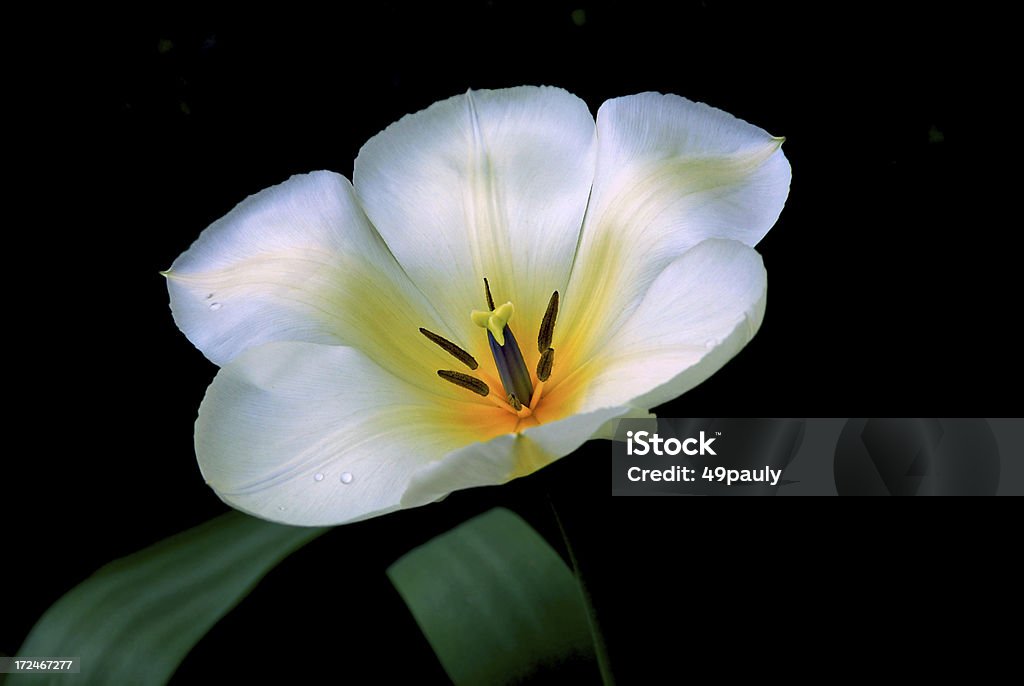 Tulipa branca solteiro - Foto de stock de Aberto royalty-free