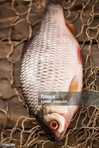 Pesce Fresco - Fotografie stock e altre immagini di Pesce di mare - Pesce di mare, Rete da pesca, Rete da pesca commerciale