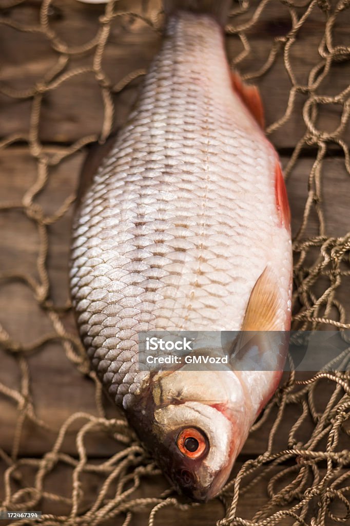 新鮮な魚 - 海水魚のロイヤリティフリーストックフォト