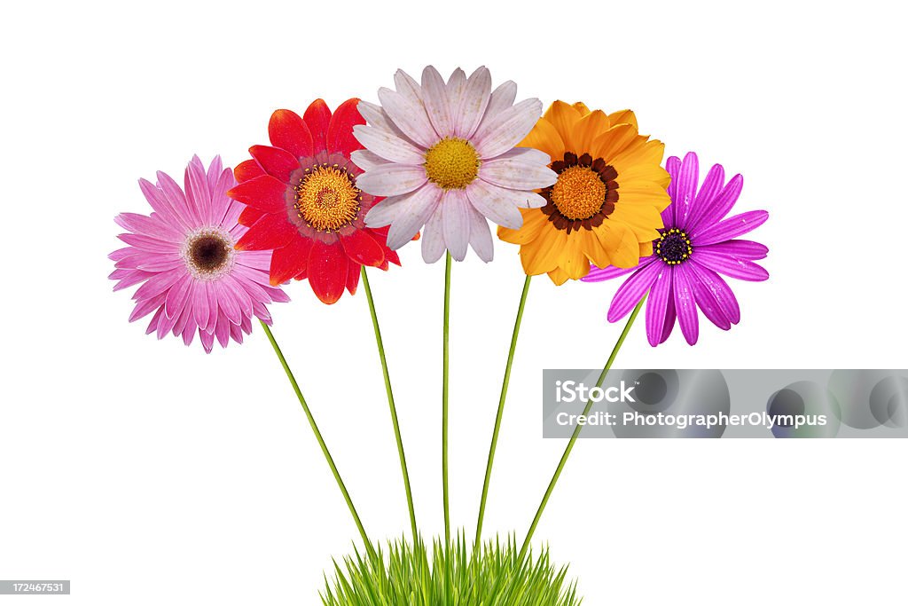 Daisies sur de l'herbe - Photo de Blanc libre de droits