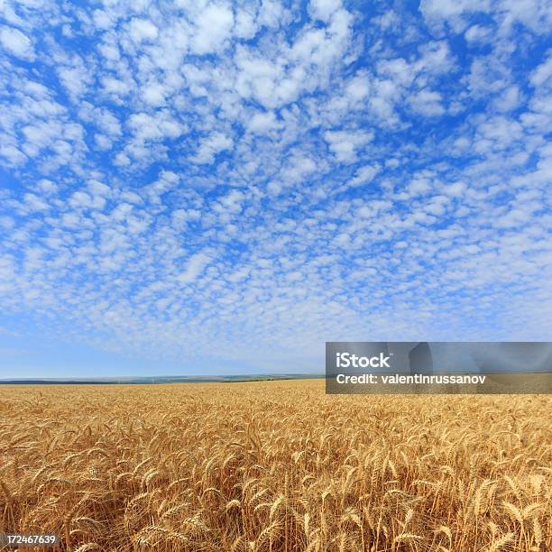 Поле Пшеницы — стоковые фотографии и другие картинки День - День, Земля, Зерновые