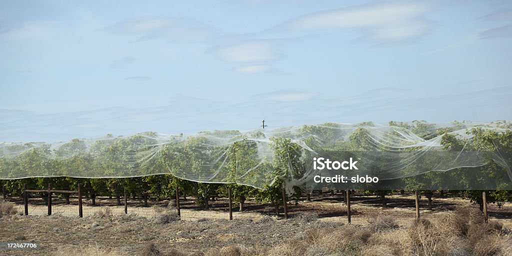 Protegido Orchard - Foto de stock de Agricultura libre de derechos