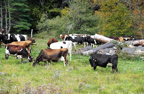 Dairy Cattle in Valley A group of dairy cattle grazing in a lush valleyClick on the banner below for similar images: ayrshire cattle photos stock pictures, royalty-free photos & images
