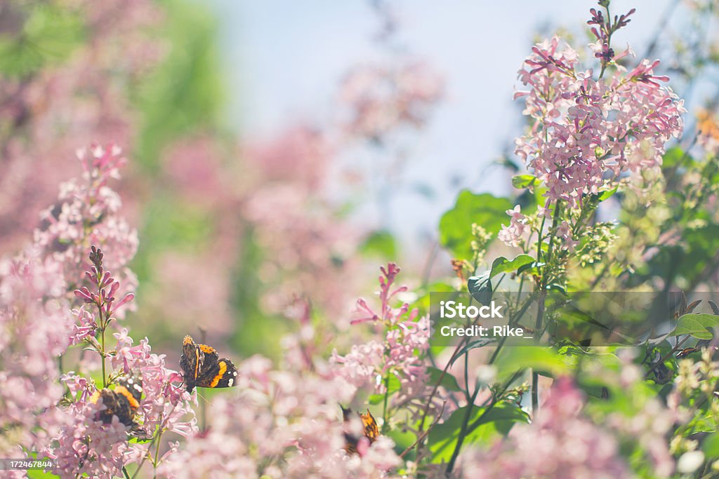 Lila para la primavera con mariposas - Foto de stock de Cabeza de flor libre de derechos