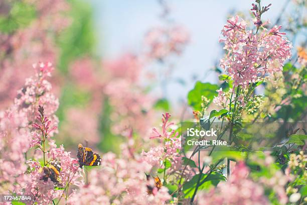 Lila Para La Primavera Con Mariposas Foto de stock y más banco de imágenes de Cabeza de flor - Cabeza de flor, Contraluz, Desenfocado