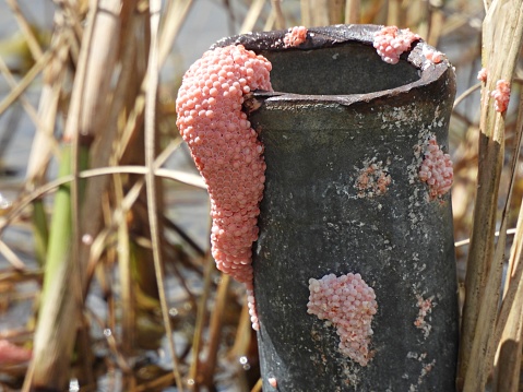 Cluster of Apple snail eggs on a pipe