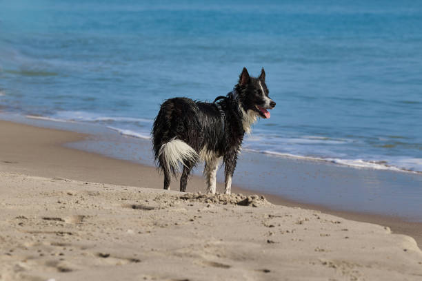 istock A wet dog stands on a sandy beach 1724678529