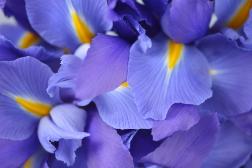 Bouquet of Siberian Iris blooms, full frame.  For more of my flowers (CLICK HERE)