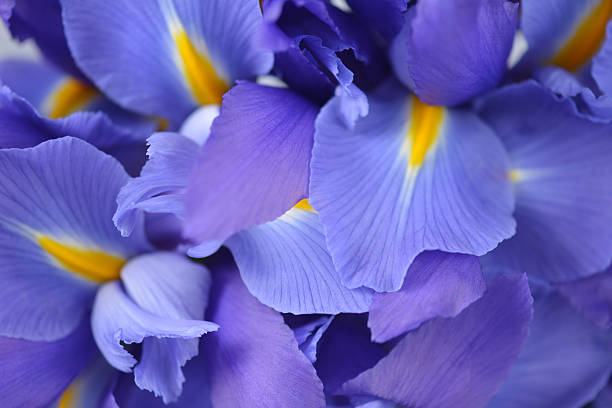 Photo of Iris Blooms