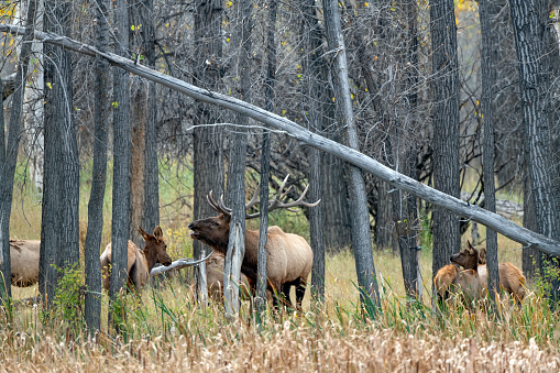 Big Montana Bull Elk is herding cow elk at Charles M. Russell wildlife refuge in northwestern USA of North America. Nearest cities are Marfa, Billings, Bozeman, Great Falls, Helena and Roundup Montana.