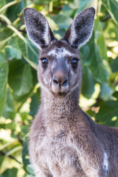 Western Grey Kangaroo stock photo