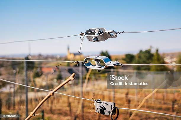 Springtime Vineyard Closeup Details Of Wires Stock Photo - Download Image Now - Agriculture, Barren, Church