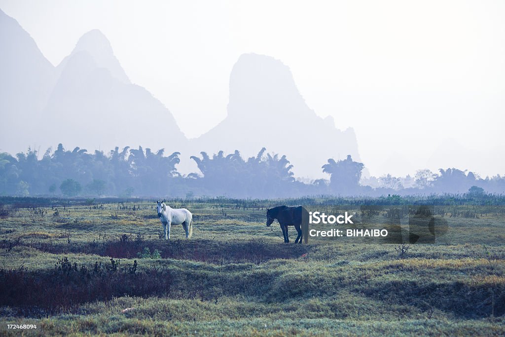 Cavalli al pascolo l'erba all'alba - Foto stock royalty-free di Agricoltura