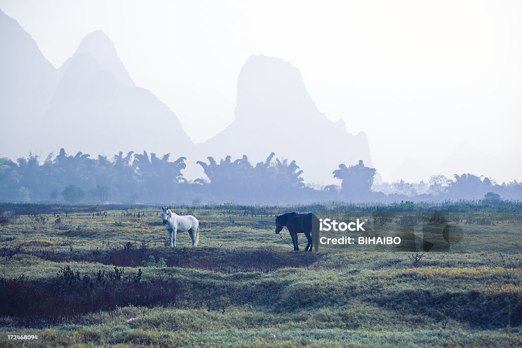 Koń Paść się trawie na wschód słońca - Zbiór zdjęć royalty-free (Bambus - Tworzywo)