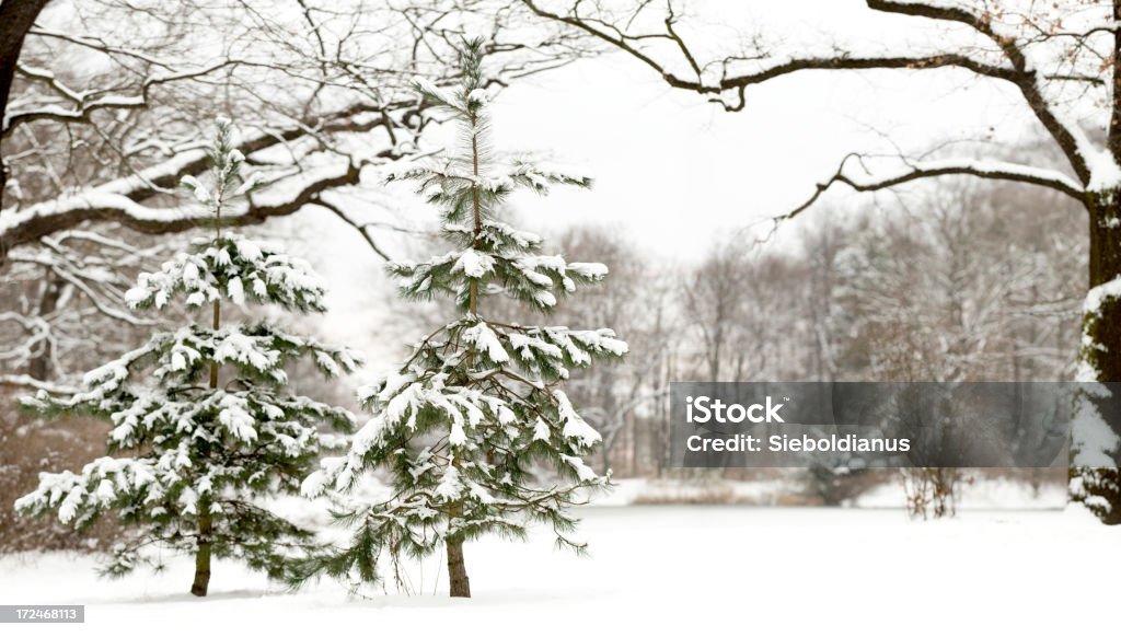 Due piccoli, coperti di neve scozzesi Pines (Pinus sylvestris). - Foto stock royalty-free di Ambientazione esterna