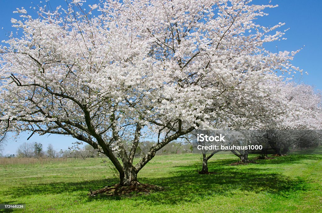 Cerisiers en fleurs - Photo de Arbre libre de droits