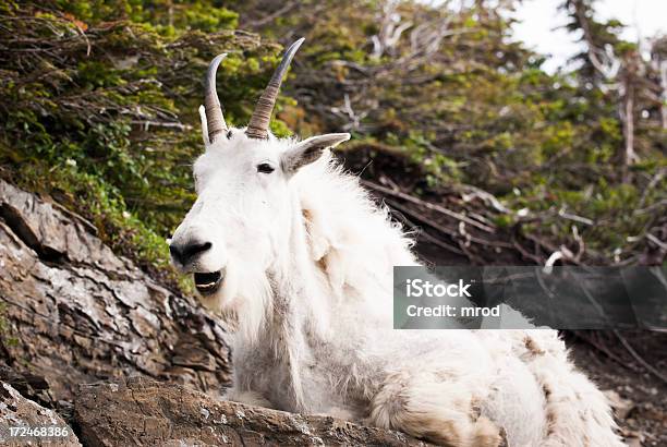 Foto de Cabra Das Montanhas Rochosas e mais fotos de stock de Animal - Animal, Animal selvagem, Arbusto