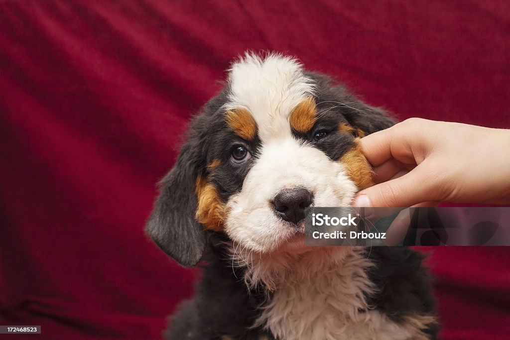 Berner Sennenhund Welpe - Lizenzfrei Berner Sennenhund Stock-Foto