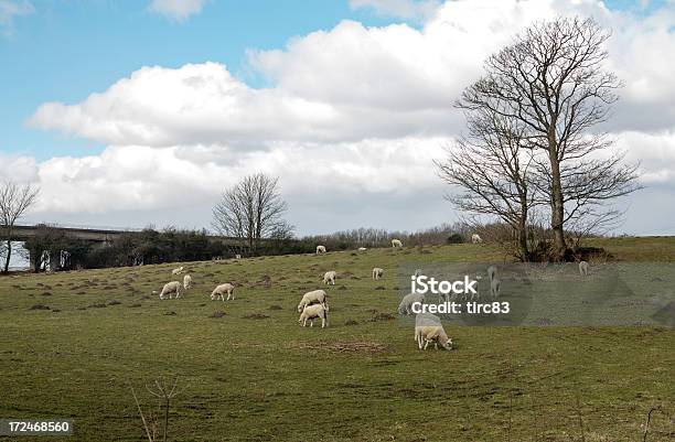 Foto de Ovelhas Pastando Em Encosta Galês e mais fotos de stock de Agricultura - Agricultura, Animal de Fazenda, Azul