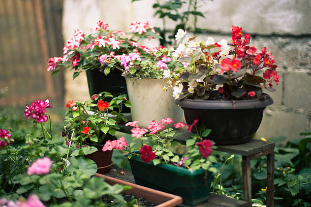 Potted wax begonias, 