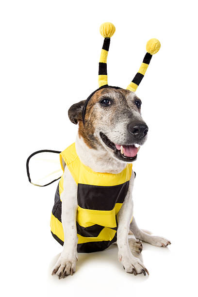 Bee Dog A little dog dressed as a bee. Isolated on white. bee costume stock pictures, royalty-free photos & images