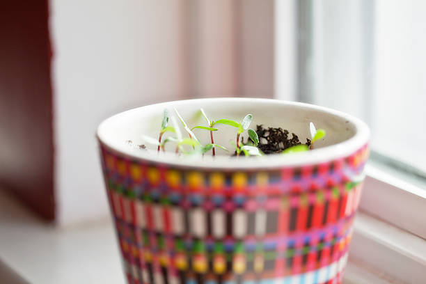 cedar pine shoot on the windowsill with space for copying