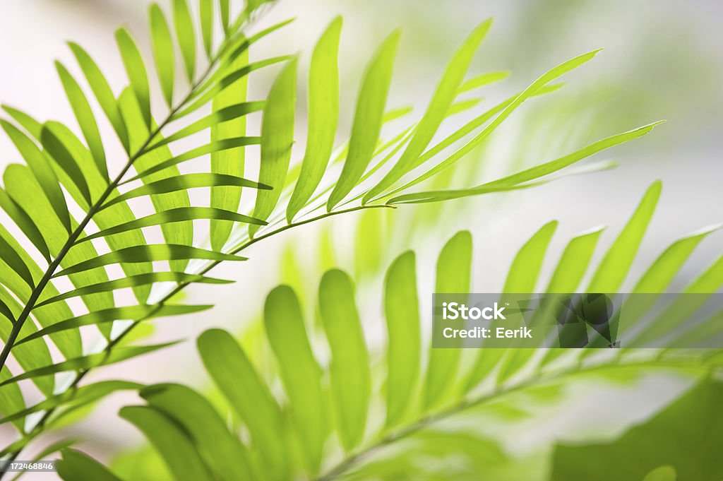 Foglie verdi - Foto stock royalty-free di Ambientazione esterna