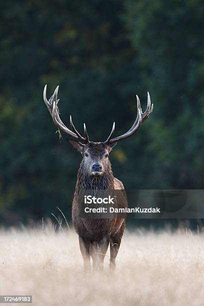 Red Deer Stock Photo - Download Image Now - Stag, Animal, Animal Wildlife
