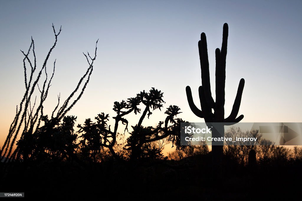 Cactus al atardecer - Foto de stock de Aire libre libre de derechos
