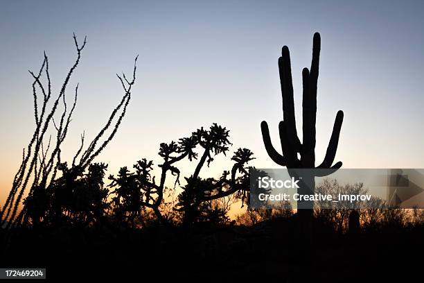 サボテンの夕暮れ - とげのストックフォトや画像を多数ご用意 - とげ, とげのある, アメリカ南西部