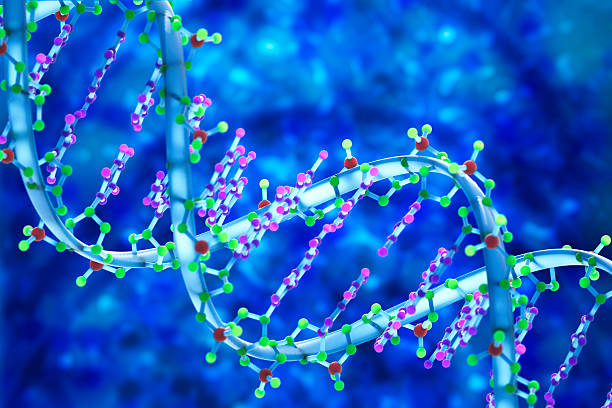 dna 3 d 生物医学イラストレーション - dna helix molecular structure chromosome ストックフォトと画像