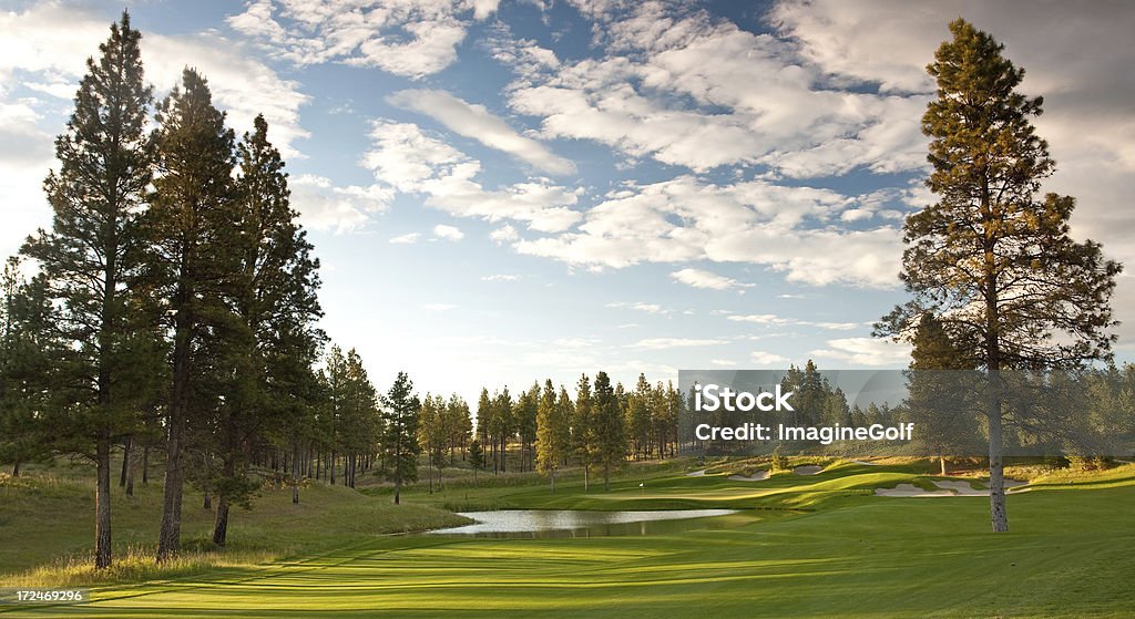Поле для гольфа, живописных - Стоковые фото Сосна роялти-фри