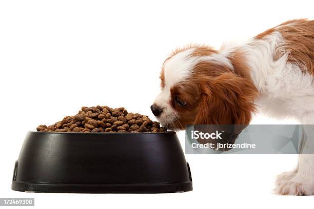 Photo libre de droit de Cavalier King Charles Spaniel banque d'images et plus d'images libres de droit de Animaux de compagnie - Animaux de compagnie, Animaux domestiques, Beige